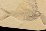 Wide Fossil Fish Mortality Plate - Wyoming #91576-2